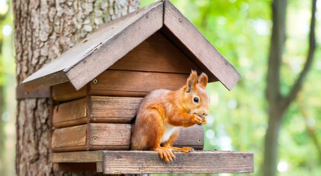 découvrez notre guide complet sur les cabanes pour écureuils, incluant des conseils pratiques pour la construction, des matériaux recommandés et des astuces pour attirer ces charmants rongeurs dans votre jardin. parfait pour les amateurs de nature et de bricolage !