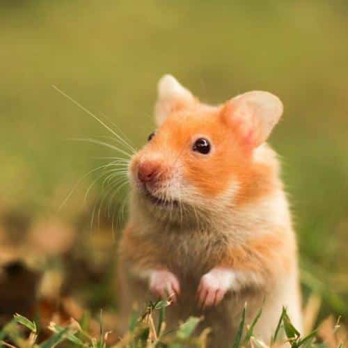 découvrez notre guide complet sur l'élevage de hamsters pour débutants. apprenez les meilleures pratiques, les soins essentiels et les conseils pour offrir à vos petits compagnons une vie saine et épanouissante.