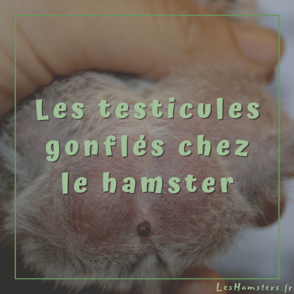 découvrez tout ce que vous devez savoir sur les tumeurs chez le hamster russe. apprenez à identifier les symptômes, les traitements disponibles et les conseils pour assurer la santé de votre compagnon à poils.