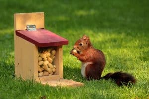 Cabane écureuil : guide complet pour réaliser un plan efficace