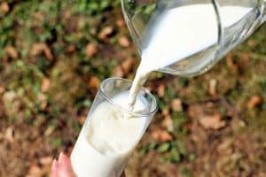 Comment faire du lait ribot chez soi