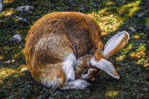 Rhume chez le lapin : méthodes de traitement naturel