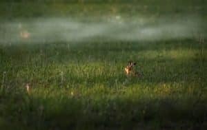 Rhume chez le lapin : méthodes de traitement naturel