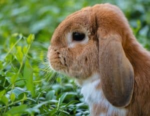 Rhume chez le lapin : méthodes de traitement naturel