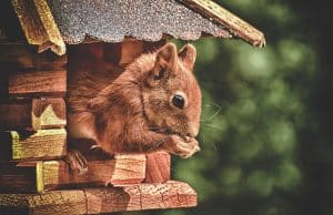 Cabane écureuil : guide complet pour réaliser un plan efficace