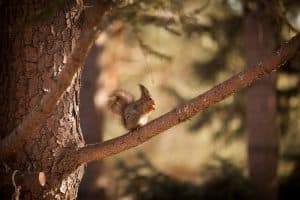 Cabane écureuil : guide complet pour réaliser un plan efficace